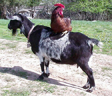 http://arjuna1182.files.wordpress.com/2008/10/rooster.jpg
